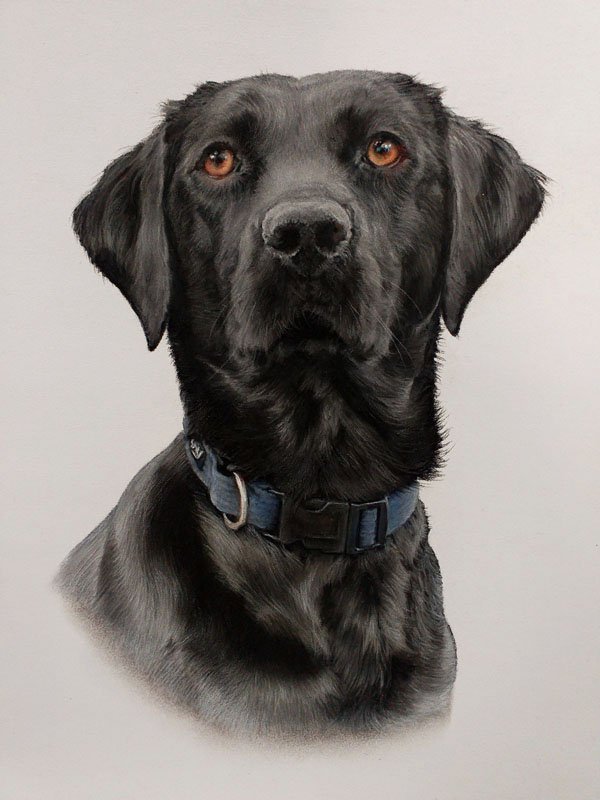 Black labrador dog pastel portrait by UK pet artist Pippa Elton