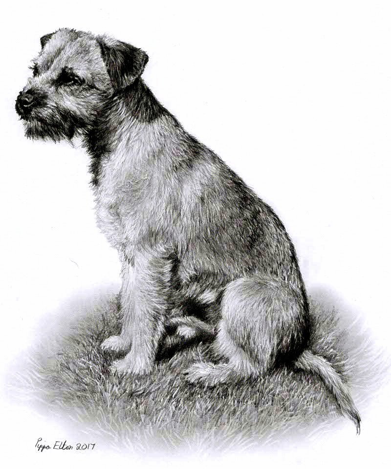 Terrier dog portrait in graphite pencil by UK pet artist Pippa Elton