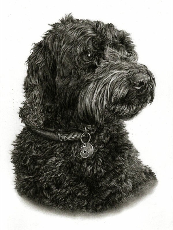 Portrait of a dog in graphite pencil by UK pet artist Pippa Elton