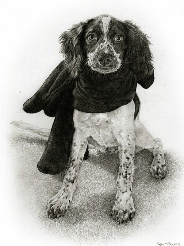 Spaniel puppy dog pencil portrait by UK pet artist Pippa Elton