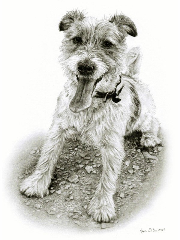 Terrier dog portrait in graphite  by UK pet artist Pippa Eltonpencil