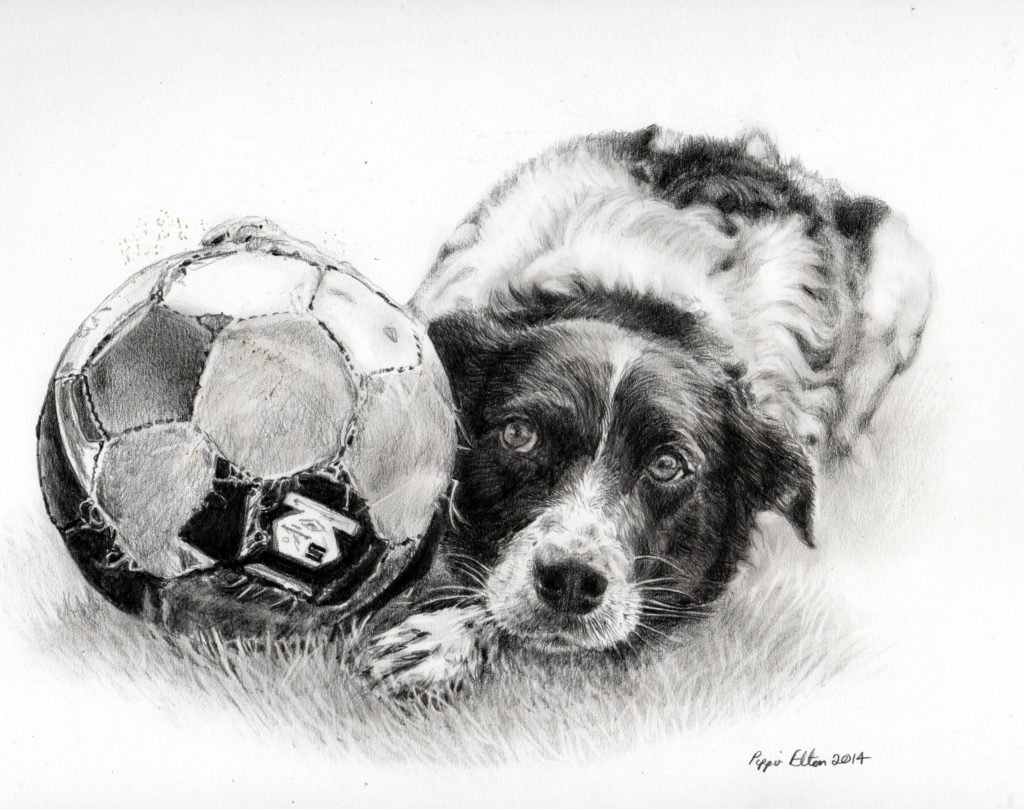 Dog portrait in graphite pencil by UK pet artist Pippa Elton