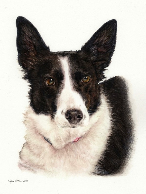 Border collie dog portrait in watercolour by UK pet artist Pippa Elton