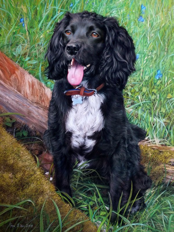 Spaniel dog portrait in pastel