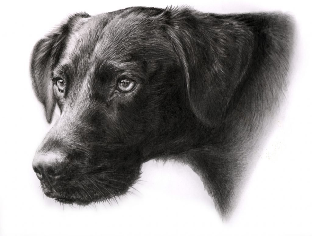 Portrait of a black labrador dog in graphite pencil by UK pet artist Pippa Elton