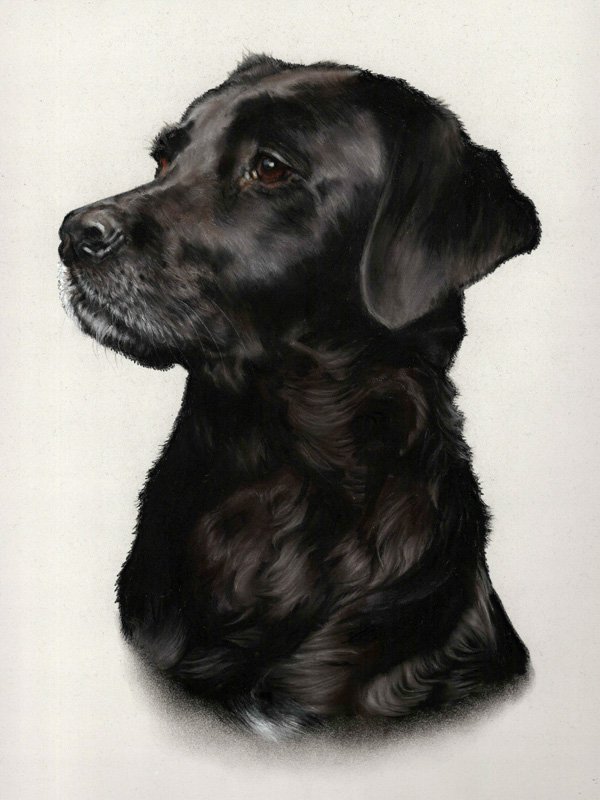 Black labrador dog portrait in pastel by UK pet artist Pippa Elton