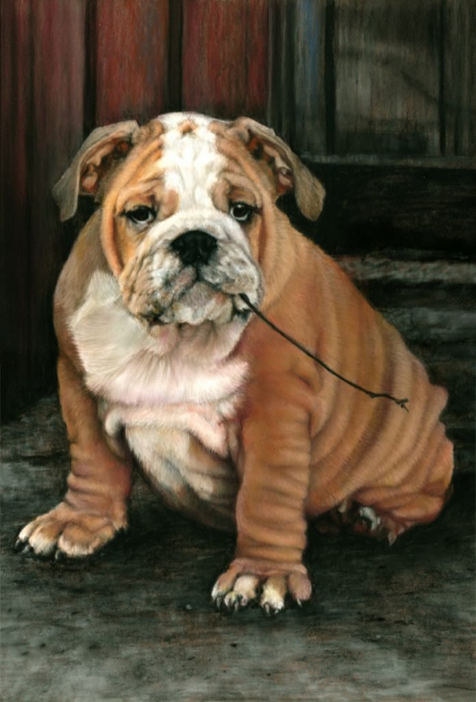 Bulldog dog portrait in pastel by UK pet artist Pippa Elton