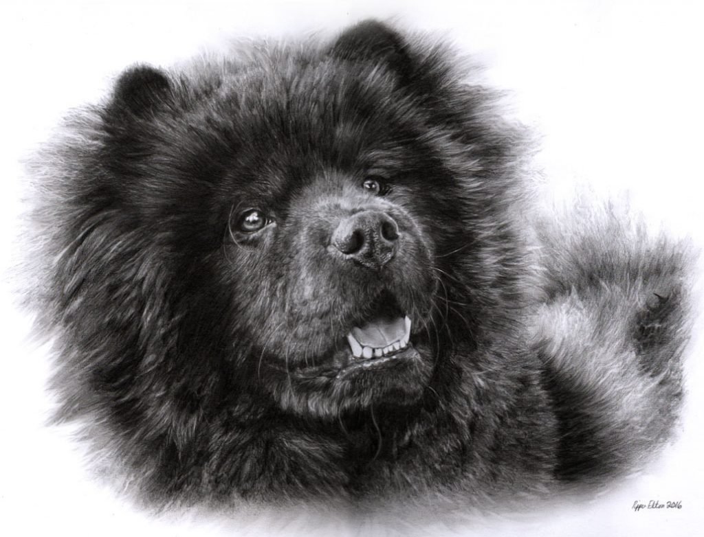 Portrait of a Chow dog in graphite pencil by UK artist Pippa Elton