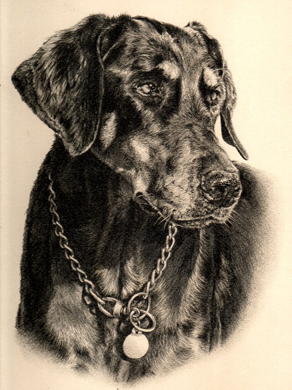 Doberman dog portrait in graphite penci by UK pet portrait artist Pippa Elton