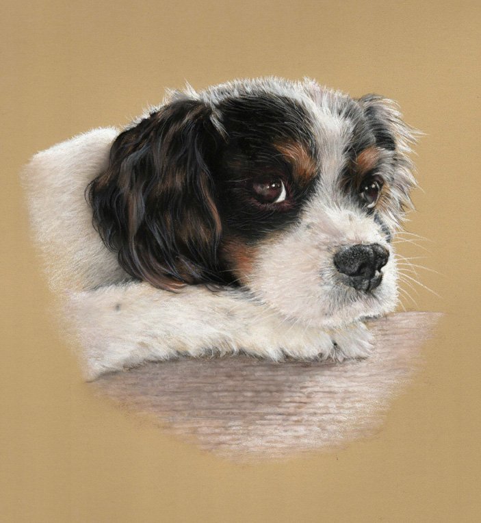 Portrait of a dog in pastel by UK pet artist Pippa Elton