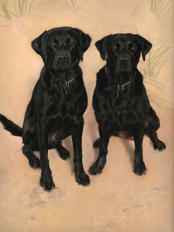 Portrait of a black labrador dogs dog in pastel by UK pet artist Pippa Elton