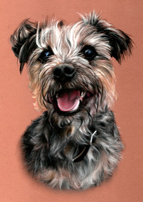 Portrait of a terrier dog in pastel
