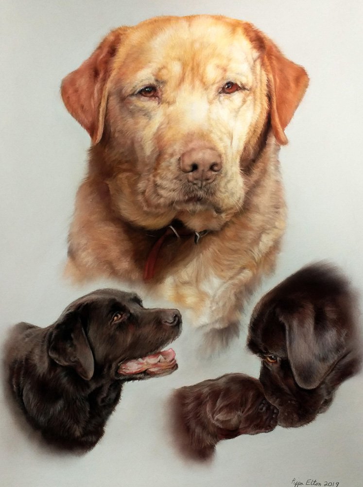 Portrait of a labrador in pastel by UK pet artist Pippa Elton