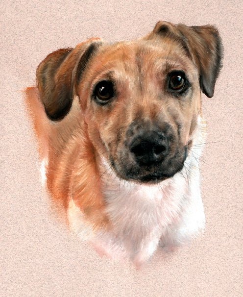 Terrier puppy dog portrait in pastel by UK pet artist Pippa Elton