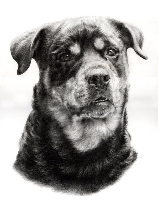 Portrait of a rottweiler dog in graphite pencil by UK pet artist Pippa Elton