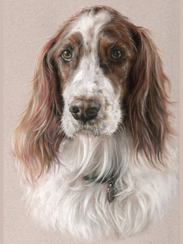 Irish Setter dog portrait in pastel by UK pet artist Pippa Elton