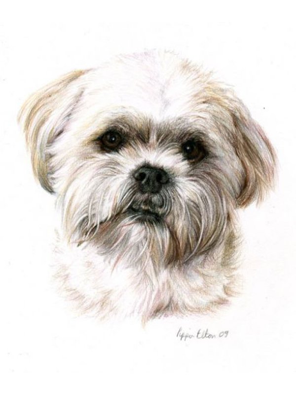 Dog portrait in coloured pencil by Uk pet artist Pippa Elton