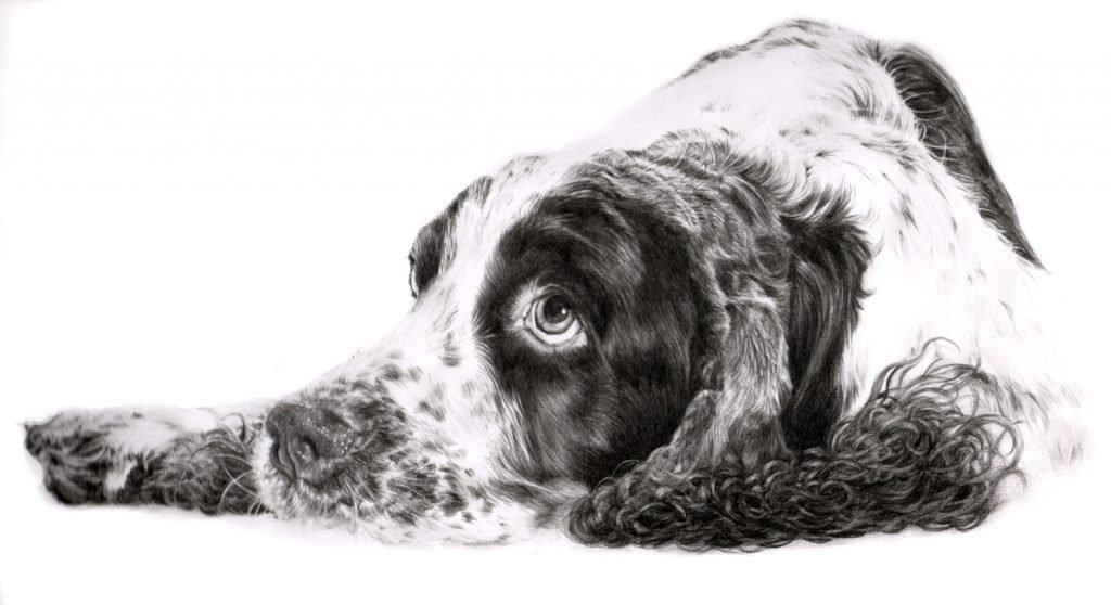 Portrait of a spaniel dog in graphite pencil