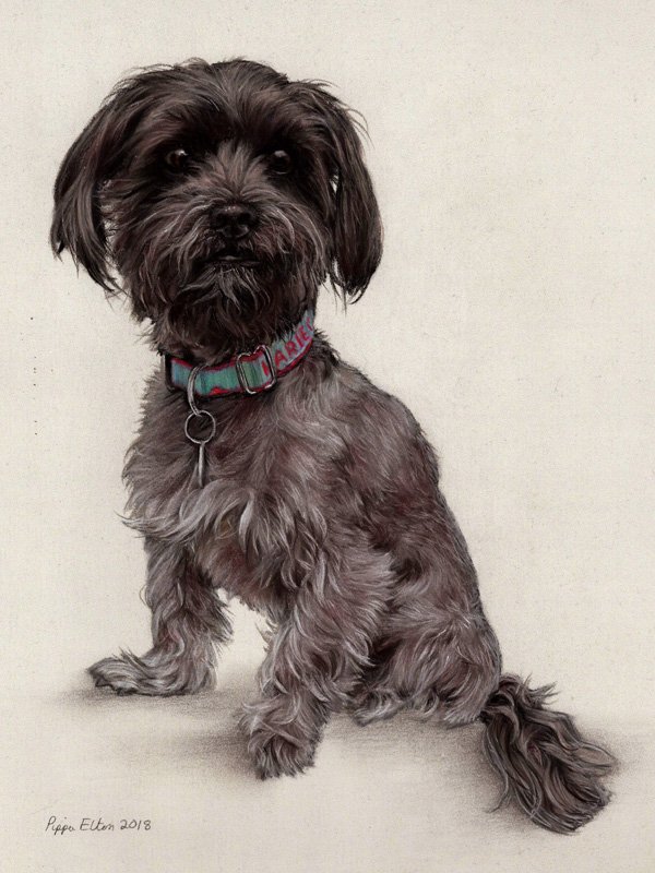 Shih Tzu Dog portrait in pastel by UK pet artist Pippa Elton