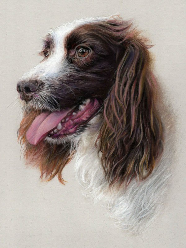 Portrait of a spaniel dog in pastel by UK pet artist Pippa Elton