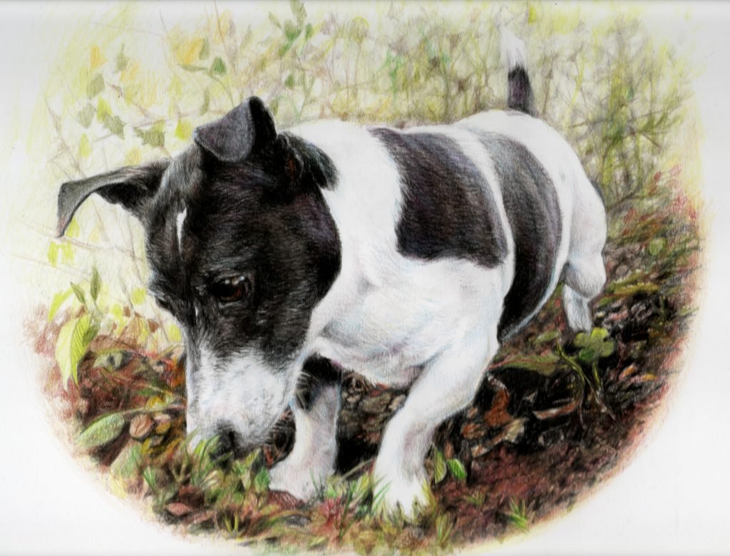 Terrier dog portrait in coloured pencil by UK pet artist Pippa Elton
