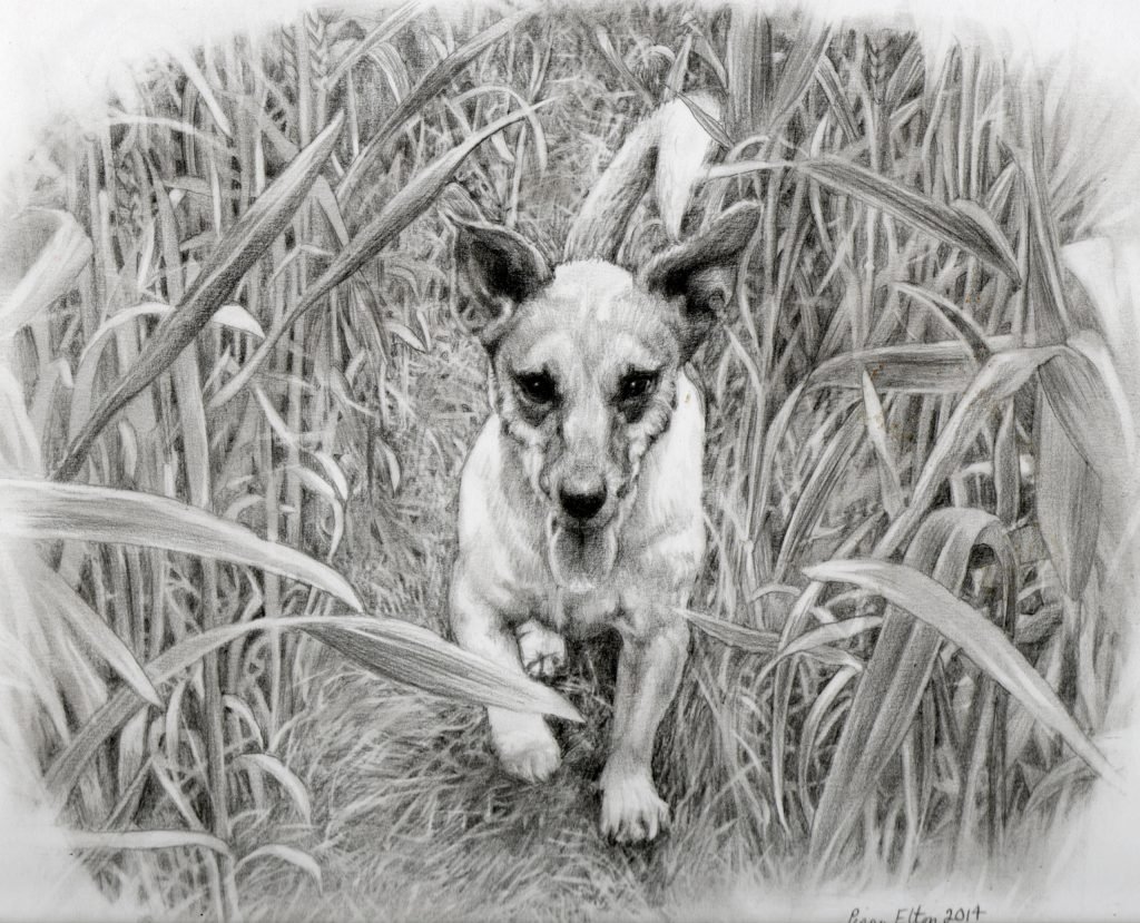 portrait of a terrier dog in graphite pencil by UK pet artist Pippa Elton