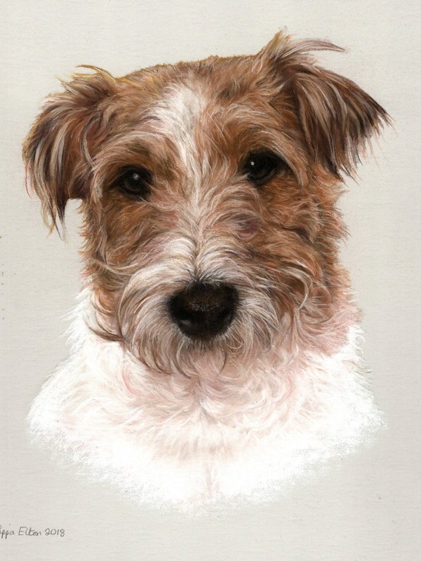 Portrait of a terrier dog in pastel by UK pet artist Pippa Elton