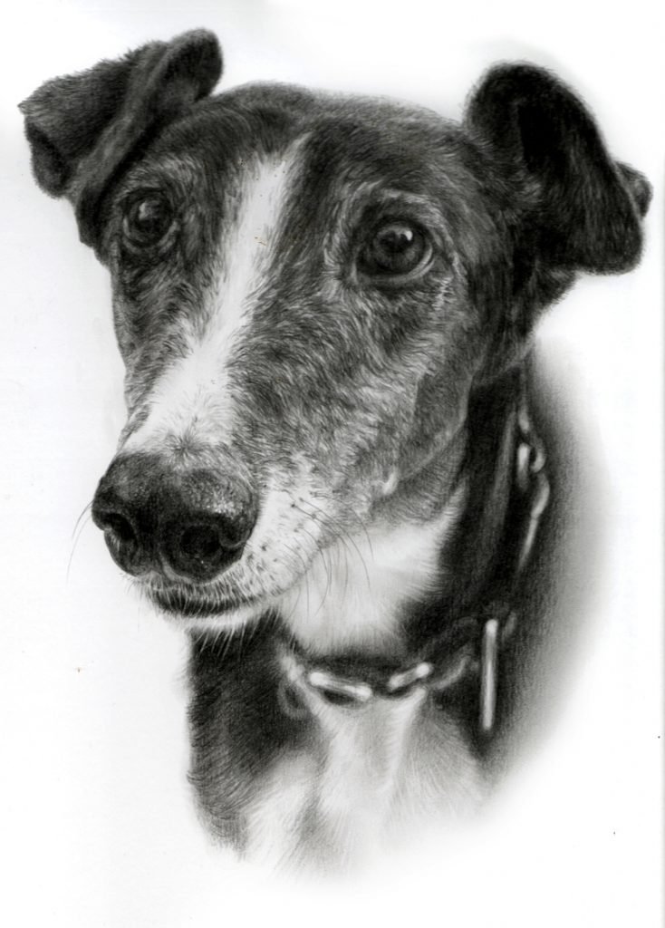 Portrait of a whippet dog in graphite pencil by UK pet artist Pippa Elton