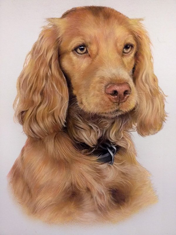 Spaniel dog portrait in pastel by UK pet artist Pippa Elton