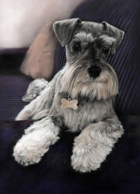 Portrait of a schnauzer dog in pastel by UK pet artist Pippa Elton