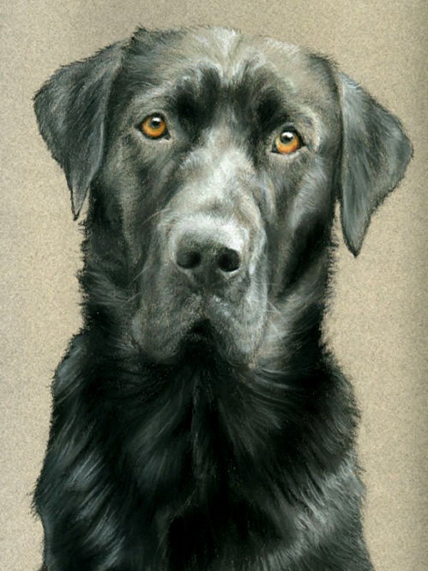 portrait of a black la by UK pet artist Pippa Eltonbrador dog in pastel