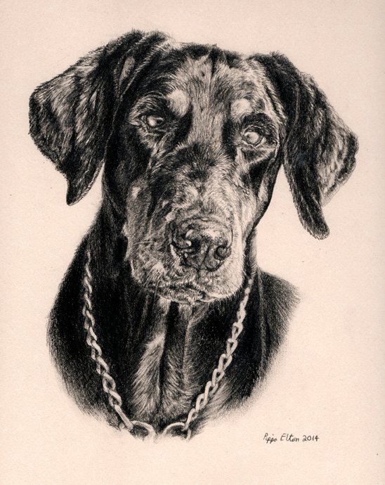 Doberman dog portrait in graphite pencil by UK artist Pippa Elton