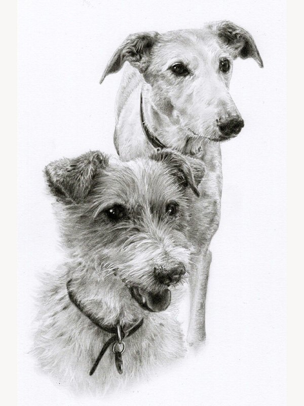 Dog portrait in graphite pencil by UK pet artist Pippa Elton