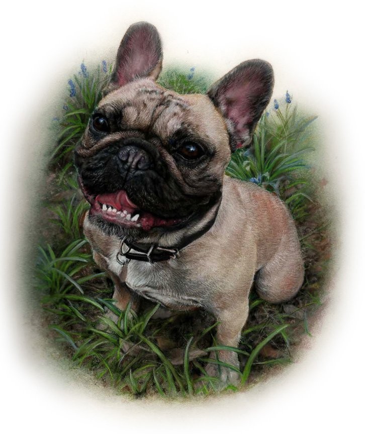 french bulldog dog portrait in pastel by UK pet artist Pippa Elton