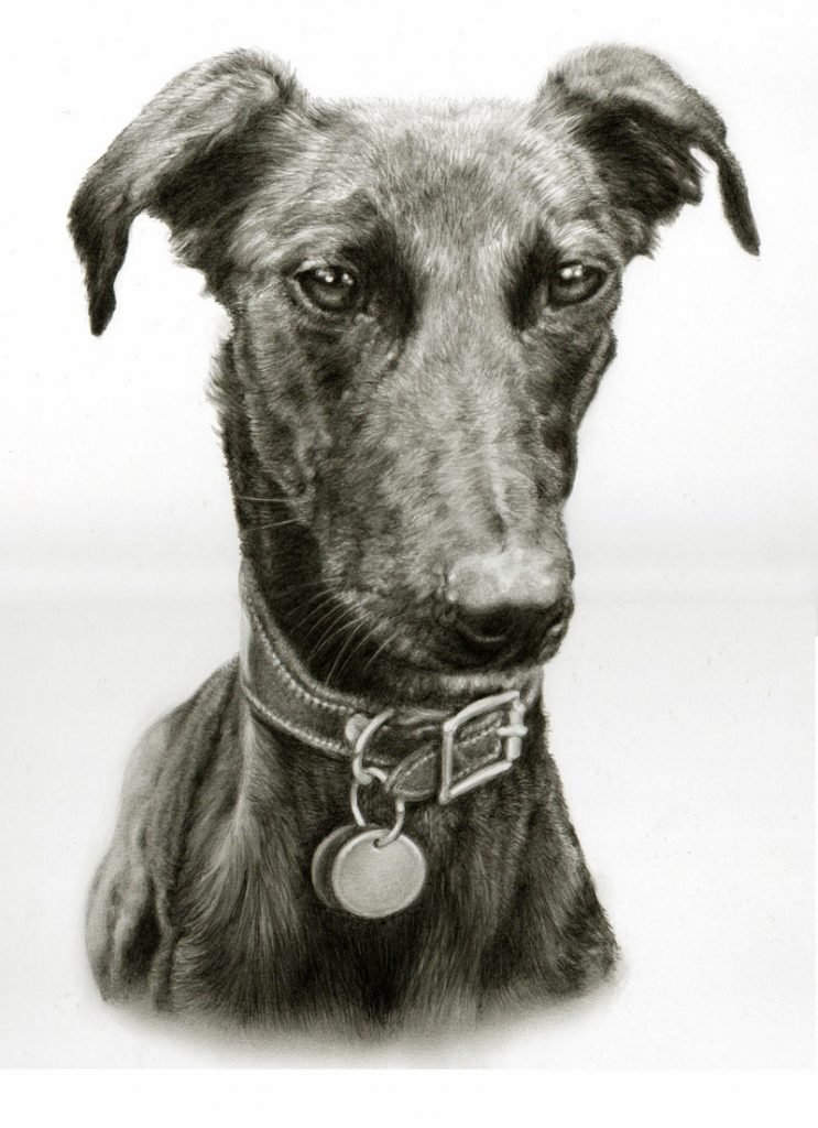 Lurcher dog portrait in graphite pencil by UJ artist Pippa Elton