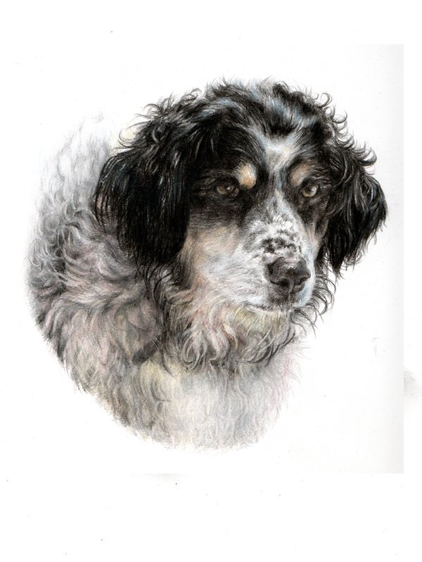 Shepherd dog portrait in coloured pencil by UK pet artist Pippa Elton
