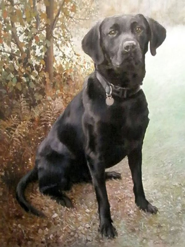 Black labrador dog portrait in oils by UK pet artist Pippa Elton