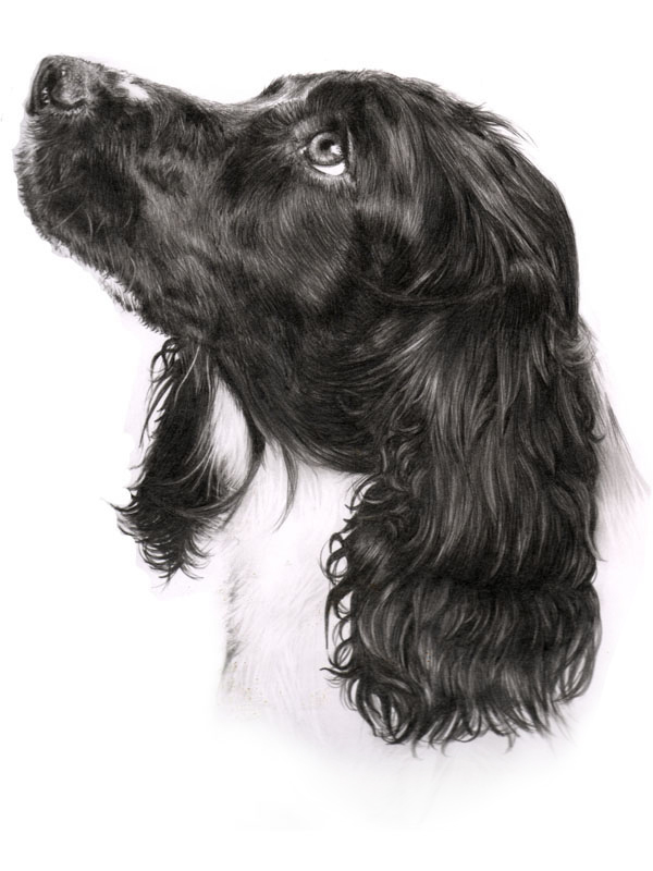 Portrait of a spaniel dog painted in pencil by UK pet portrait artist Pippa Elton