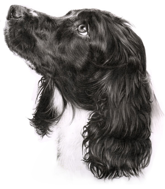 Portrait of a spaniel dog painted in pencil by UK pet portrait artist Pippa Elton