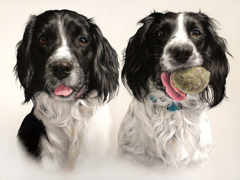 Pastel painting of two miniature long haired dachshund dogs Portrait of two spaniel dogs painted in pastel by UK pet portrait artist Pippa Elton