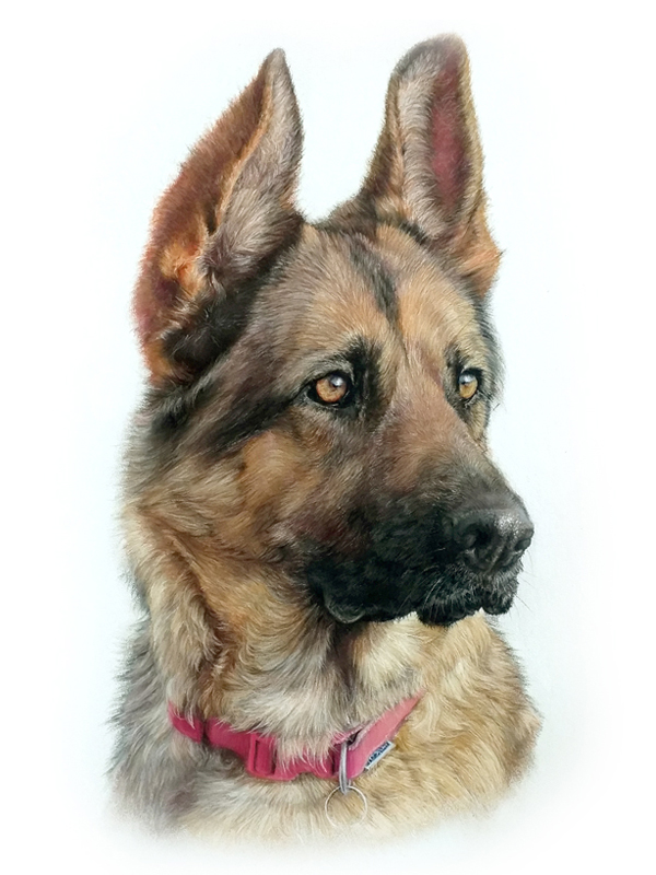 Portrait of a german shepherd dog painted in pastel by UK pet portrait artist Pippa Elton