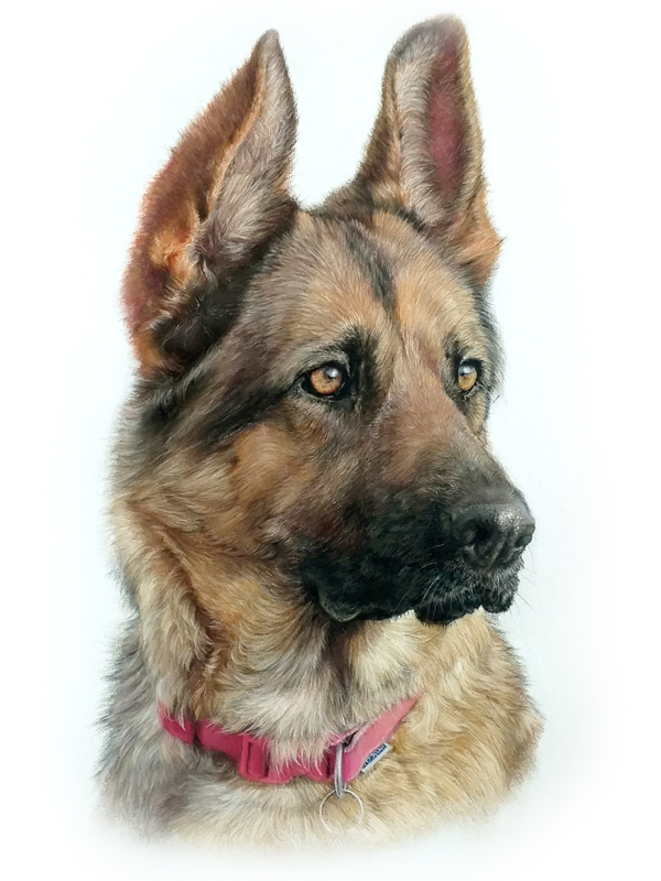 Pastel painting of a German Shepherd dog Portrait of a German shepherd dog painted in pastel by UK pet portrait artist Pippa Elton