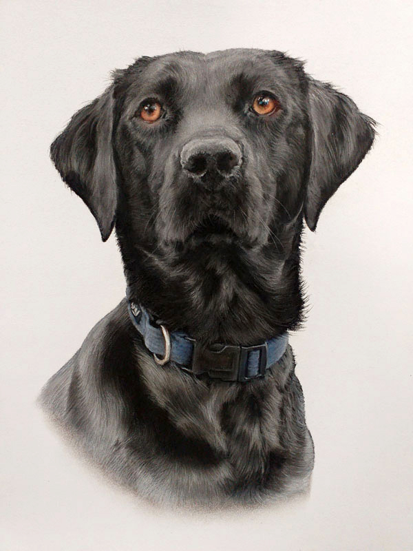 Portrait of a black Labrador dog painted in pastel by UK pet portrait artist Pippa Elton