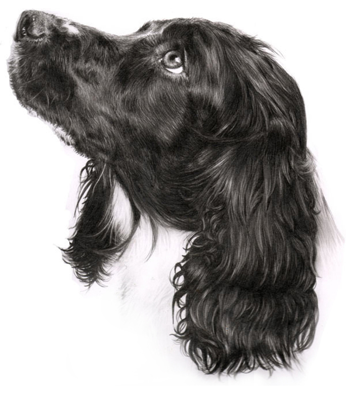 Graphite pencil portrait of a spaniel dog Portrait of a spaniel dog painted in graphite pencill by UK pet portrait artist Pippa Elton