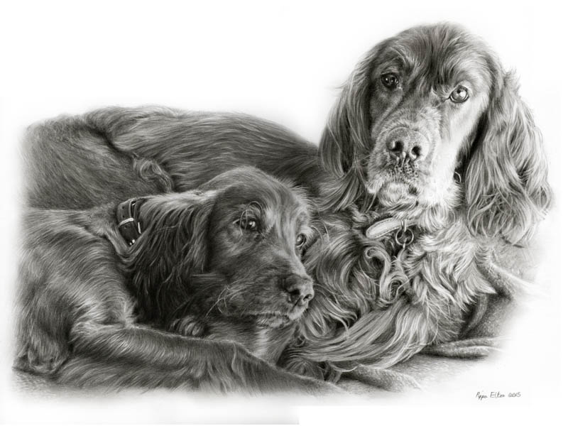 Portrait of two red setter dogs painted in pencil by UK pet portrait artist Pippa Elton