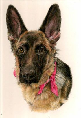 German shepherd portrait in coloured pencil by UK pet artist Pippa Elton