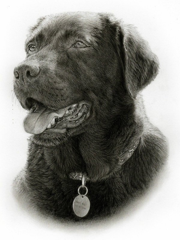 Portrait of a labrador dog in graphite pencil