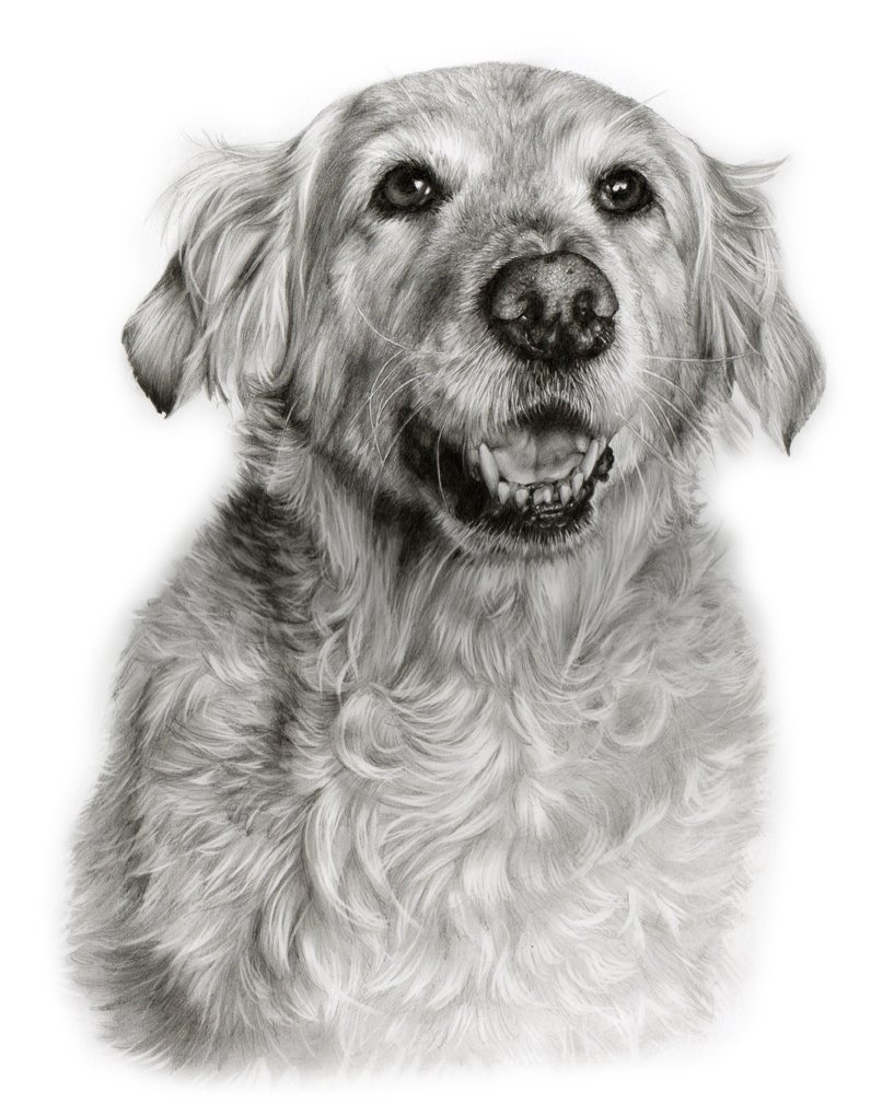 Retriever Dog portrait