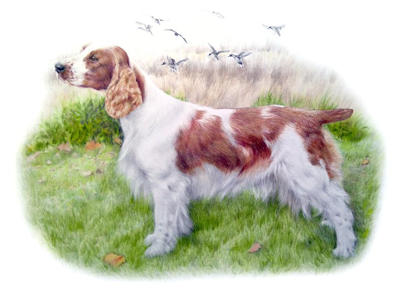 Welsh Springer spaniel dog portrait in coloured pencil by UK pet artist Pippa Elton