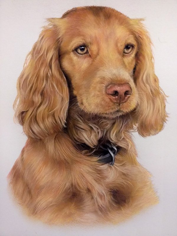 Spaniel dog portrait in pastel